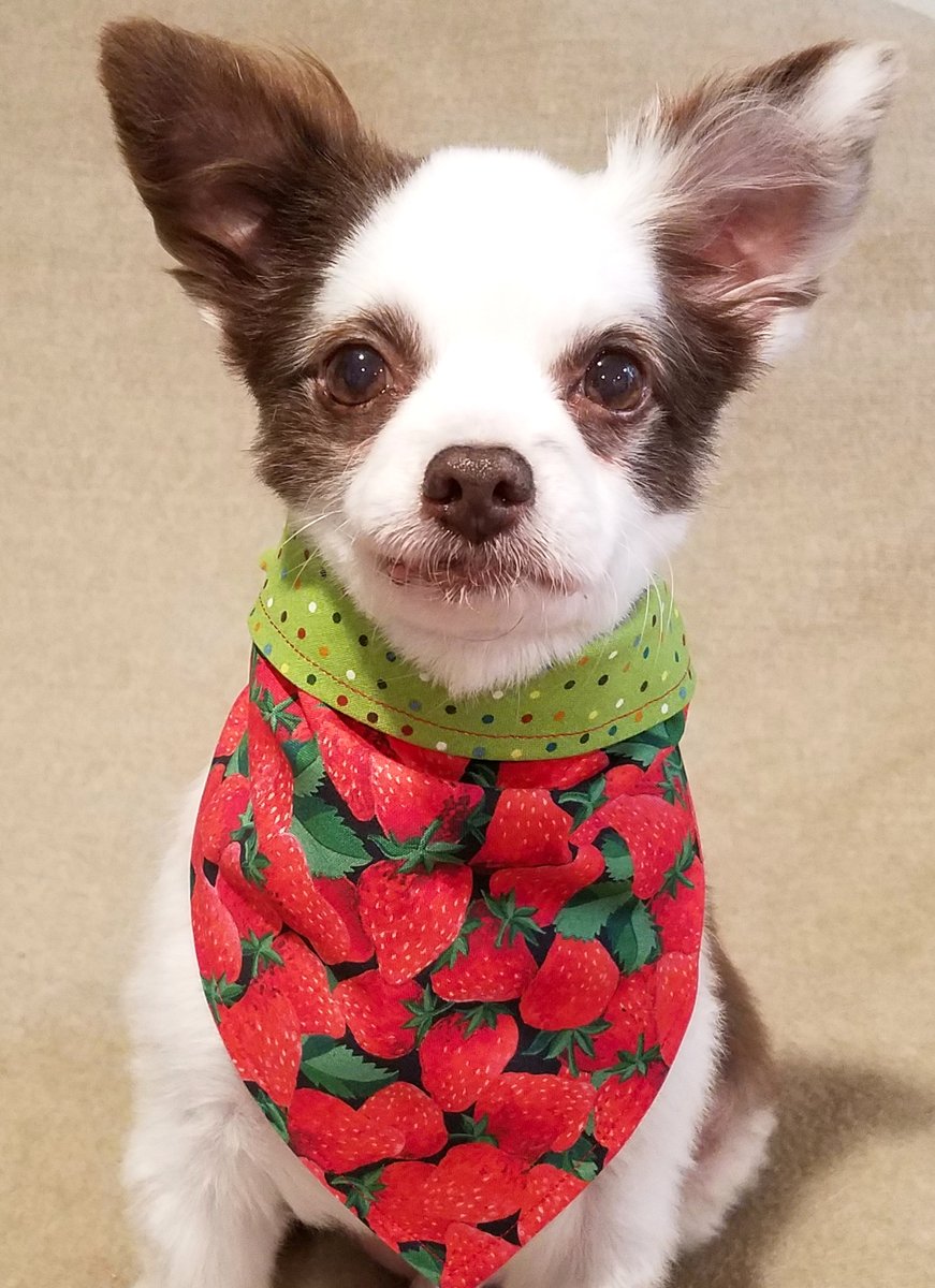 CharliePawsUp's tweet photo. 🎉A Sneaky Peek!!🧐
Pals dis iz two of da supa cute NEW Bandanas that will be in store tomorrow, on Tues 2/21!
☘️AND🍓
On Wed 2/22 All 3 Lucky St. Patrick's Day Bandanas &amp; dis Strawberry one will be Half Price for 1 Day Only!!😁♥️🐶
RETWEET 🙏
#dogsoftwitter #ZSHQ #StPatricksDay https://t.co/Zro6Mg63Fm