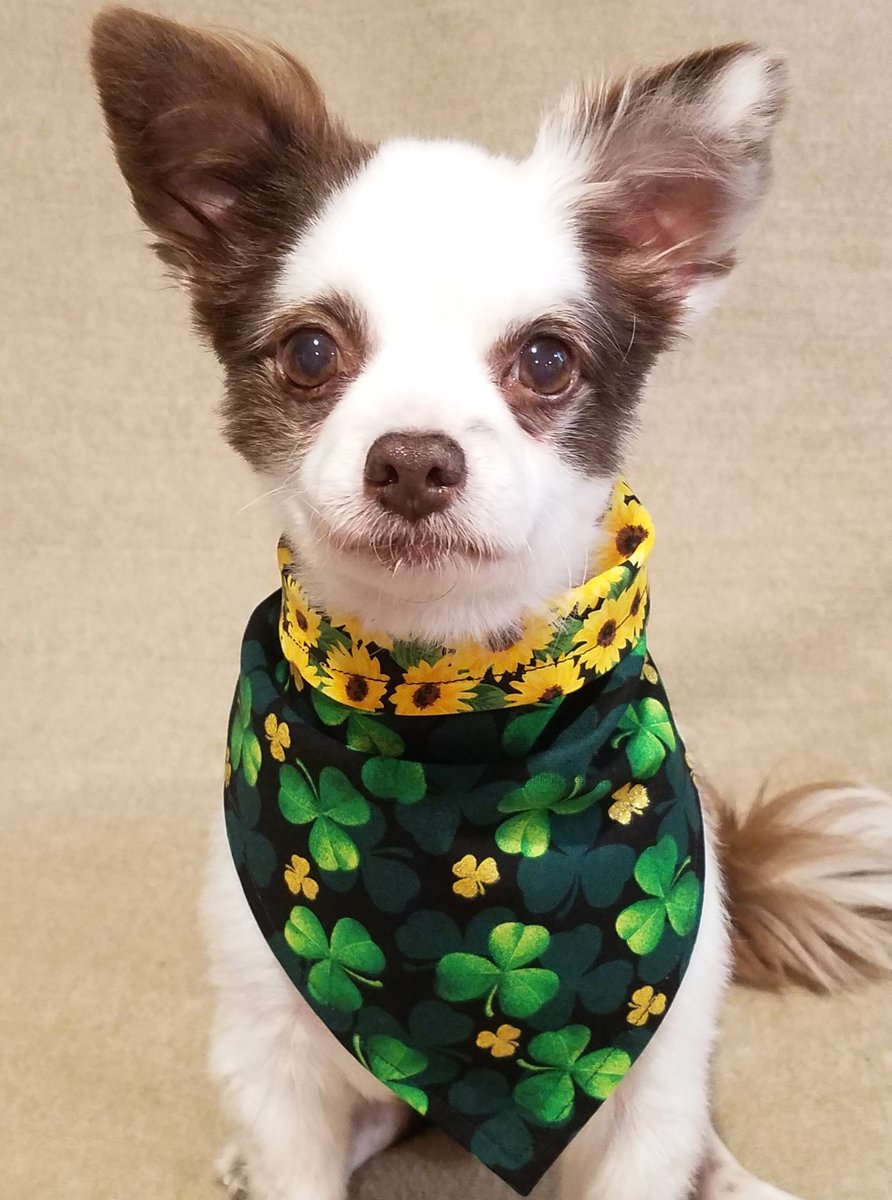 CharliePawsUp's tweet photo. 🎉A Sneaky Peek!!🧐
Pals dis iz two of da supa cute NEW Bandanas that will be in store tomorrow, on Tues 2/21!
☘️AND🍓
On Wed 2/22 All 3 Lucky St. Patrick's Day Bandanas &amp; dis Strawberry one will be Half Price for 1 Day Only!!😁♥️🐶
RETWEET 🙏
#dogsoftwitter #ZSHQ #StPatricksDay https://t.co/Zro6Mg63Fm
