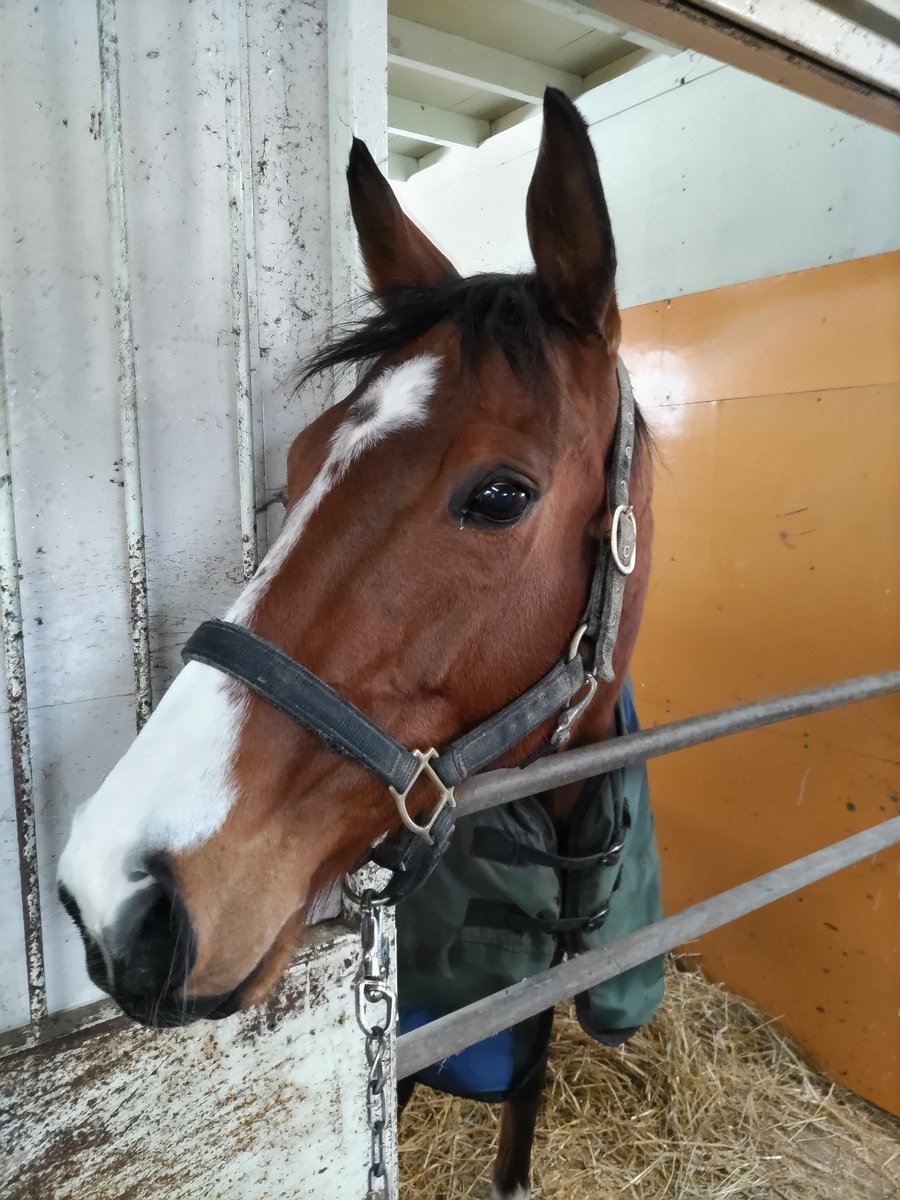 OP2勝
エレナアヴァンティ牝6歳
故郷の千代田牧場で繁殖入り

通算成績20戦3勝

父アドマイヤムーン
母ドリームカムカム
母の父メジロライアン

母娘2代JRAオープンV
重賞制覇の夢は子供達に託されます 