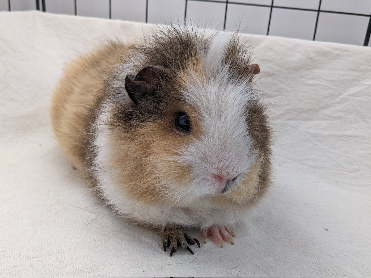Humoschannel's tweet image. 手がかわいい💞
#guineapig #pet #モルモット #小動物 #癒やし