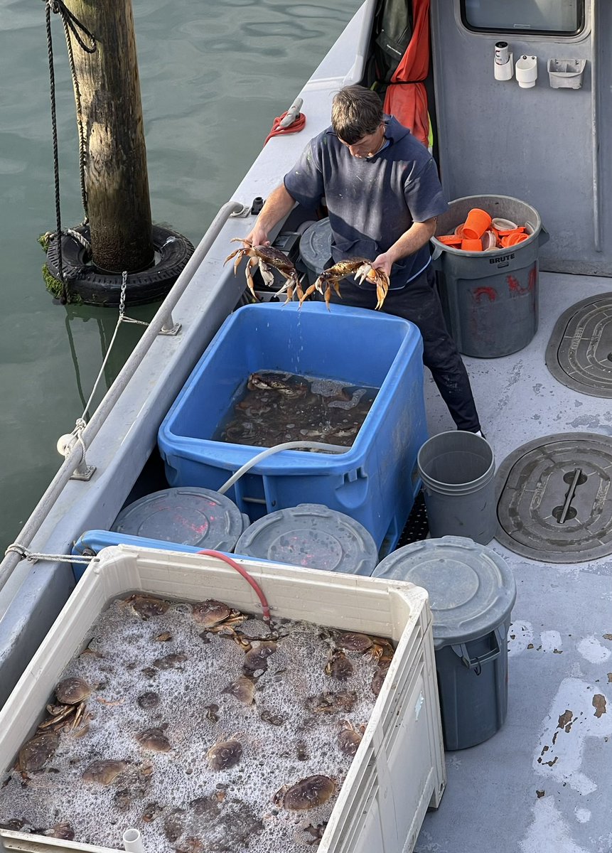 ElaineLeung4's tweet photo. Just beautiful out here by the very end of #SF #Pier45 @TheWharfSF… Shoutout to the #PinkMermaid,🧜♀️ Holly Fruehling, & Savior of the Bite Me! Support your local fisher ppl at SF Fisherman’s Wharf🎣 #Dungeness #Crab🦀- it’s on the menu tonight!😋 https://t.co/egnkmab10H