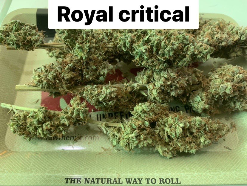 Nut_tp24's tweet photo. ✅Marijuana flowers OG 250/G
Minimum 3G upcountry delivery
ส่งต่างจังหวัดขั้นต่ำ3G ส่งฟรี

🛒 https://t.co/mxM4c7NcuG

#กัญชา #กัญชาออแกนิค #กัญชาราคาถูก 
#กัญชาog #กัญชาอุดร #กัญชาหนองคาย
#Ogอุดร #Ogหนองคาย #อําเภอเพ็ญ #สระใคร #อุดร #อุดรธานี https://t.co/bd6W3ZD3YM