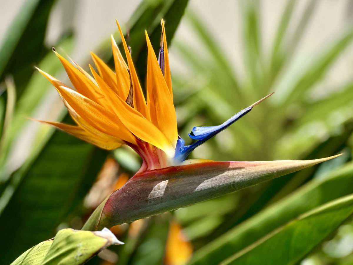 One of my favourite #tropical #flowers… #BirdsOfParadise — you know, just growing outside, everywhere!

#TropicalFlower #Photography #Anthology #GoldCoast #SouthCoast #Queensland #Australia #FlowersOfTwitter #FloweringPlant #Flowering #ShareYourWeather #ShareYourTravels