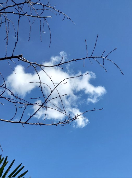 「枯れ木 雲」のTwitter画像/イラスト(新着)｜5ページ目