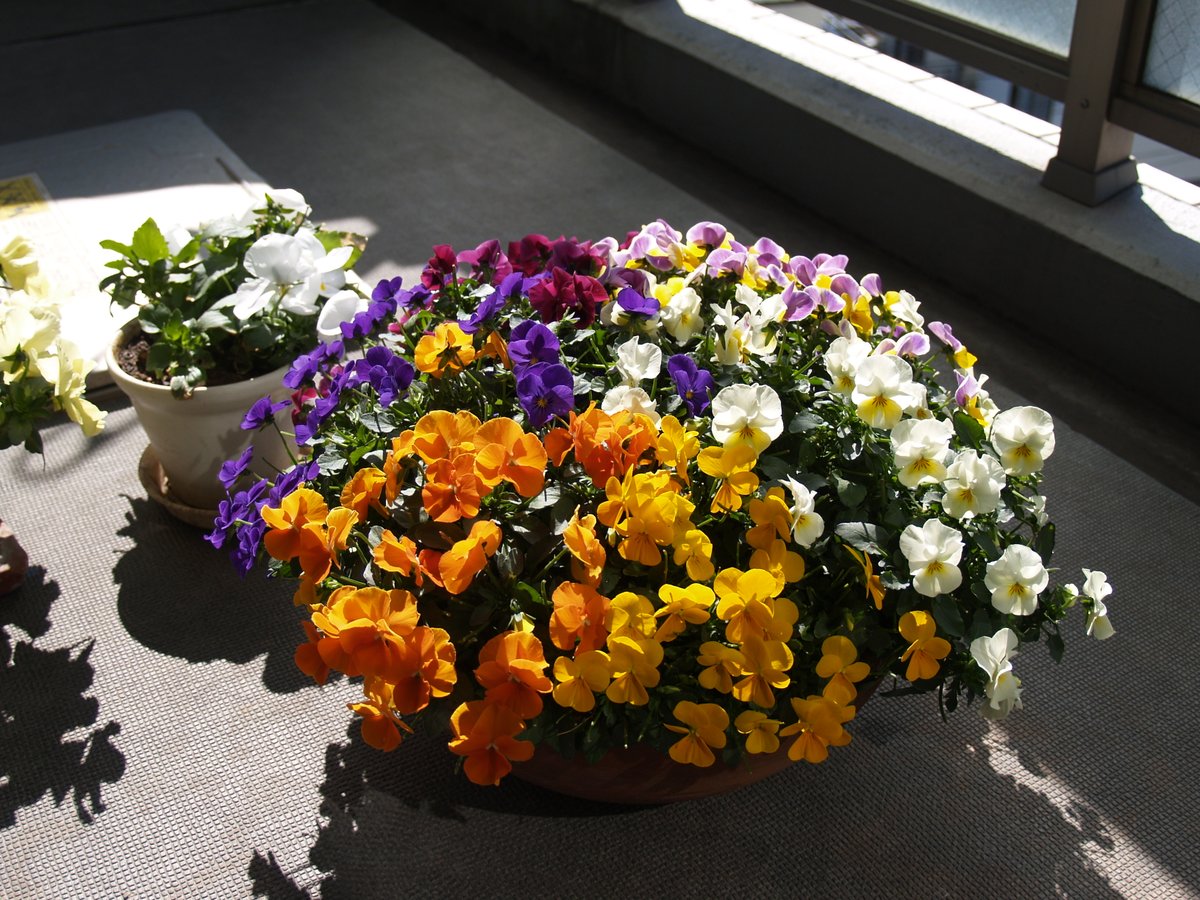 LensBeansJP's tweet photo. Olympusの標準ズームを
初めて手に入れてみたんですけど
試し撮りしてみたら
結構パキッと写るじゃないですか

AFはラクチンだしｗ

Olympus E-300
Olympus 14-45mm F3.5～5.6 https://t.co/bt3uNuDHeL