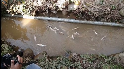 RisingKashmir's tweet photo. #Water #paucity hits #Qazigund #villages as #dead #fish evoke #quality concern
Reports @YounusRashid97
https://t.co/SOYOSdPkVO https://t.co/HlsHU7vNxN