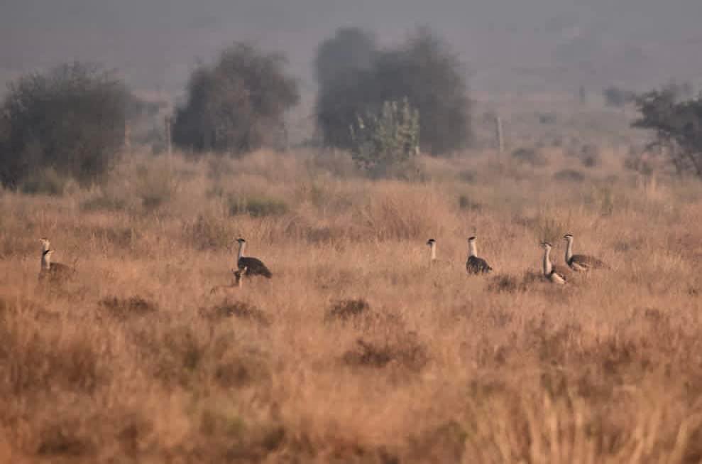 'Ah, the importance of grasslands in one pic!'

'Wow, over 5% of total population in frame'

'So much hope in one picture ❤️ '

Great Indian Bustards
Desert National Park, #Jaisalmer, #Rajasthan 
Feb 2023 (Pic - Zarine Singh)

#criticallyendangered #IndiAves #BirdTwitter @Avibase