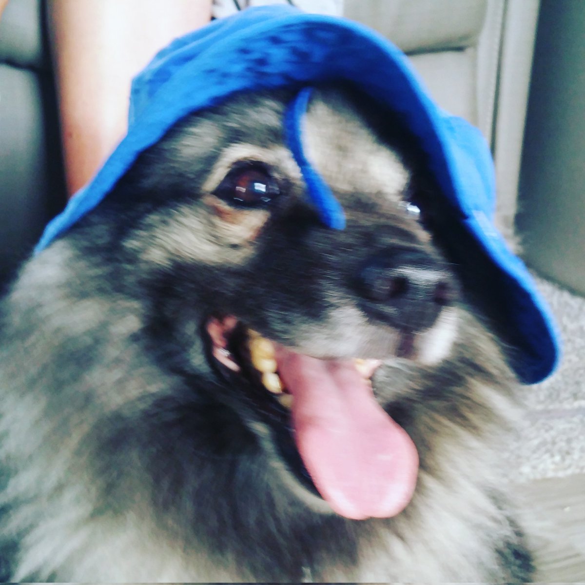 albuquerque_rv's tweet photo. Rest In Peace Bear. Today we lost our 1st mascot for the dealership and our best buddy. Our hearts are saddened as we say goodbye. RIP Bear 2/20/23 https://t.co/qzvo4o5Cei
