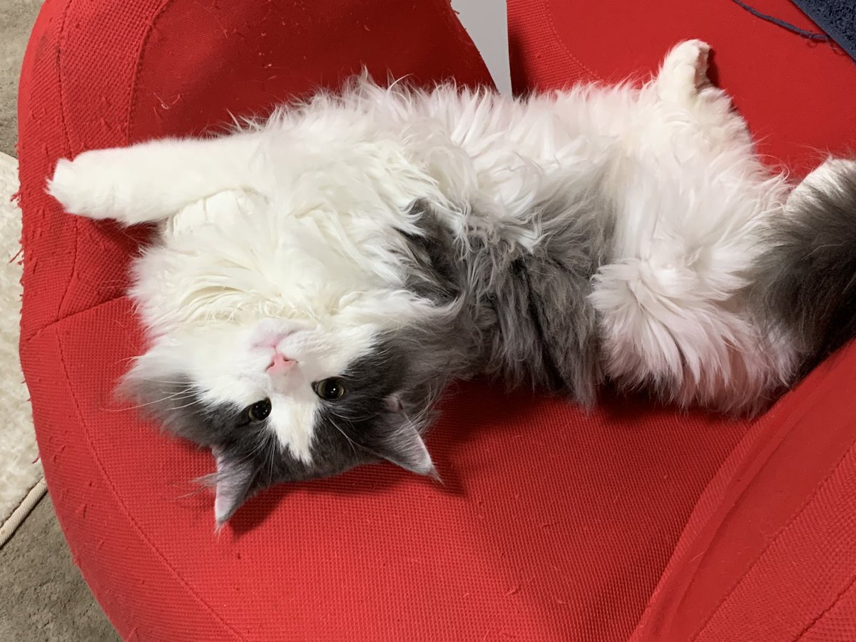 うちのハチワレ、なんかもう…色々分かってらっしゃる。
 #ハチワレは世界を救う協会