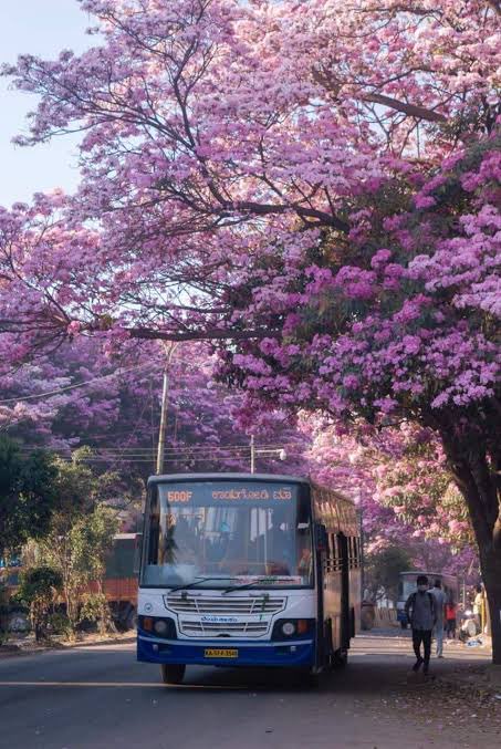 Vikrchan's tweet photo. Brace yourself Twitter , Bengaluru is going to make Twitter pink soon #trumpettree for a reason and season @NammaBengaluroo @12thMainBot https://t.co/wKx55nS92V