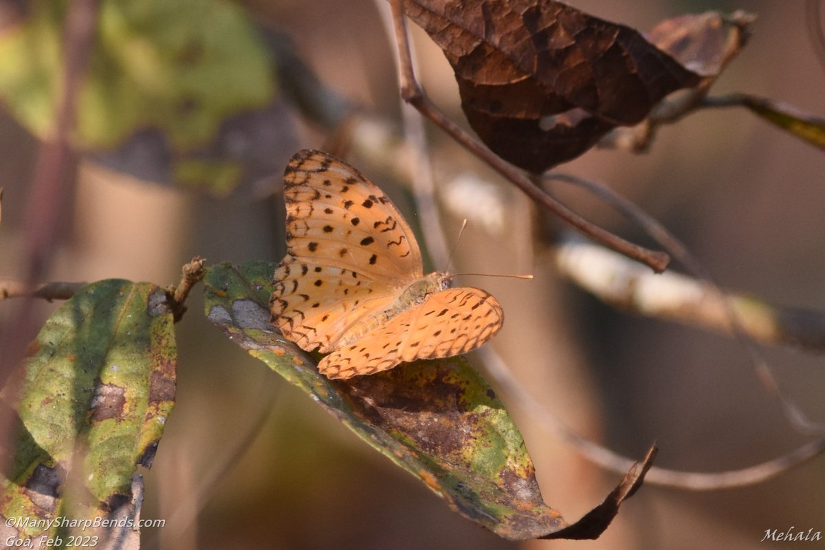 #TitliTuesday
Common Leopard #butterfly 
Found this while #birding for #GBBC2023 

#IndiAves #IndiWild #TwitterNatureCommunity #BBCWildlifePOTD #ThePhotoHour #NaturePhotography #naturelovers