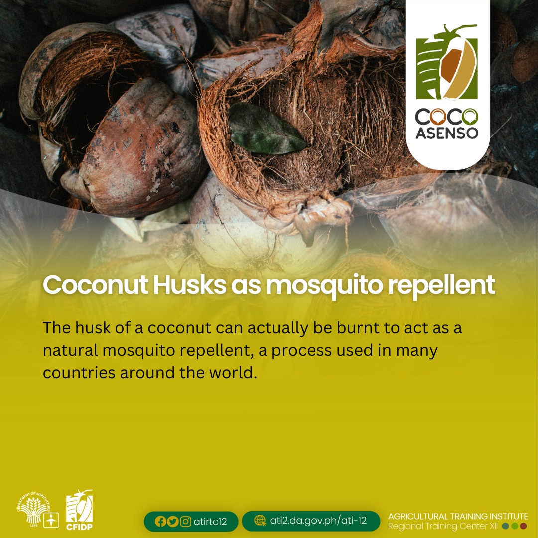 atirtc12's tweet photo. Sharing some of Coconut Trivia and Fun Facts through
#CocoAsenso
#ATIinspire #BeyondBoundaries #ATIRehiyonDose #ExcellentExtensionServices #ishareknowledge #ATI12 #Region12 https://t.co/db6DBIu1Wh