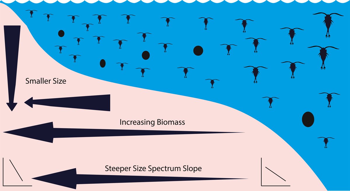 Hayden Schilling (@ht_schilling) on Twitter photo New paper! Using a towed plankton counter we looked at particle size structure across continental shelves (AUS case study) and find globally consistent patterns(!) of smaller particles, higher biomass and more productive communities inshore! <a href="/UNSWScience/">UNSW Science</a> doi.org/10.1029/2022JC… New paper! Using a towed plankton counter we looked at particle size structure across continental shelves (AUS case study) and find globally consistent patterns(!) of smaller particles, higher biomass and more productive communities inshore! <a href="/UNSWScience/">UNSW Science</a> doi.org/10.1029/2022JC…
