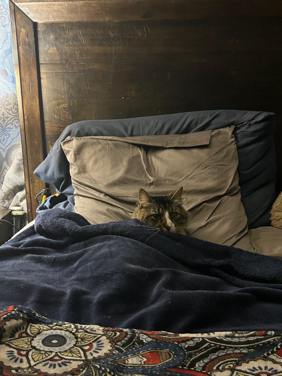 DontShowYourCat's tweet photo. bed tiem https://t.co/YCX9b68N72