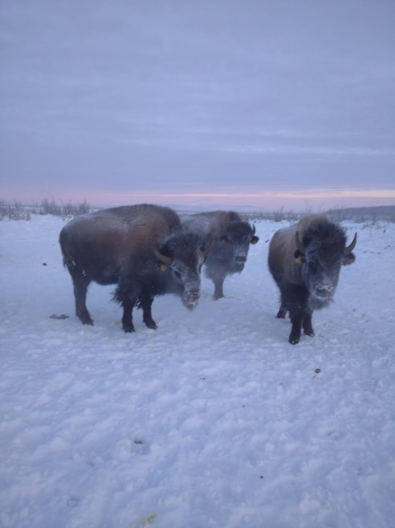 Photo of steppe bison in the Pleistocene Park from the caretaker.