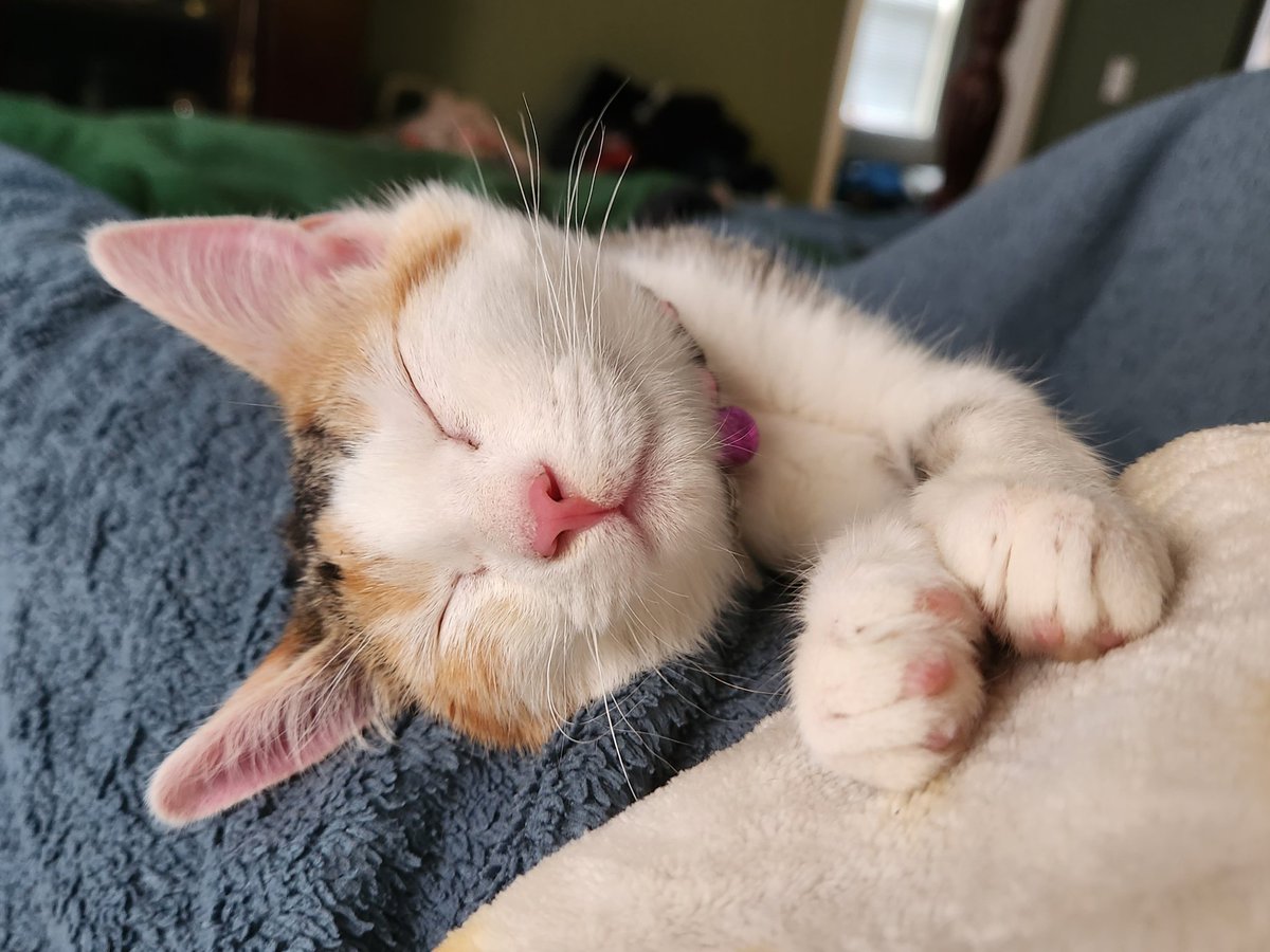 evabeezero's tweet photo. Out of every cat we've had, I feel like she has the most "stereotypical" cat expressions.

She says :3 https://t.co/5JiiN3qzpf