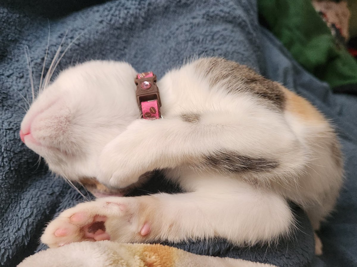 evabeezero's tweet photo. Out of every cat we've had, I feel like she has the most "stereotypical" cat expressions.

She says :3 https://t.co/5JiiN3qzpf