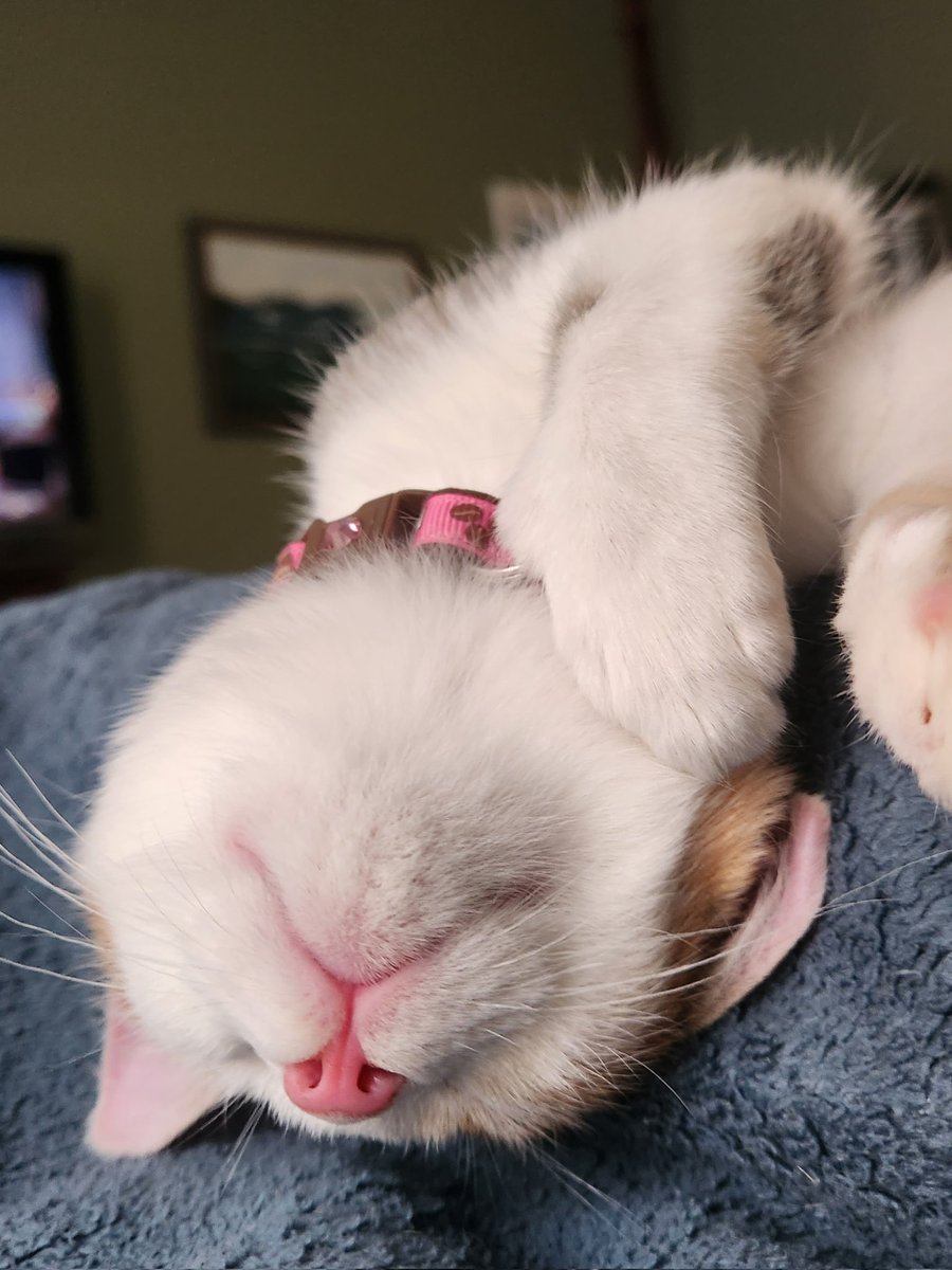 evabeezero's tweet photo. Out of every cat we've had, I feel like she has the most "stereotypical" cat expressions.

She says :3 https://t.co/5JiiN3qzpf