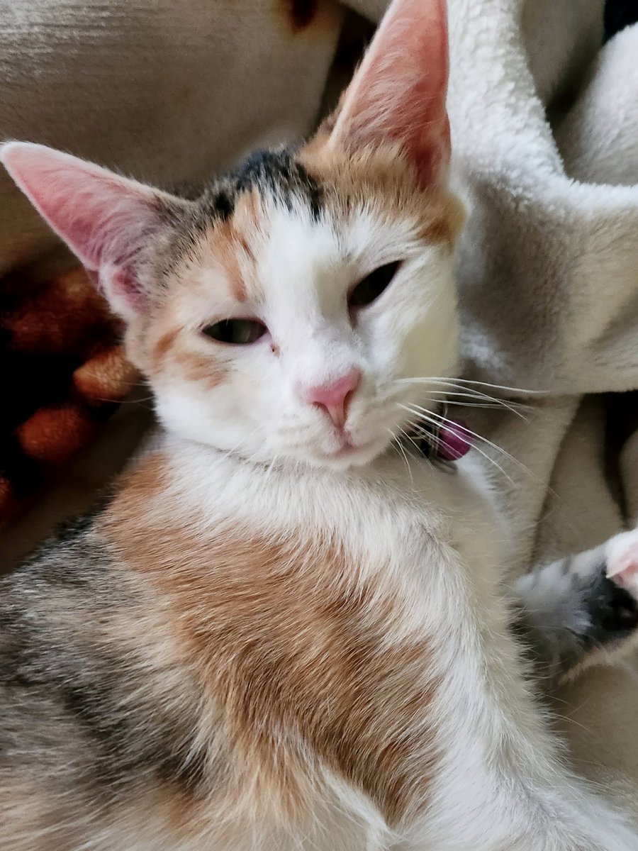 evabeezero's tweet photo. And final spam post!  The last three pictures were taken while we were both waking up from a nap today. https://t.co/QTtauejzXg