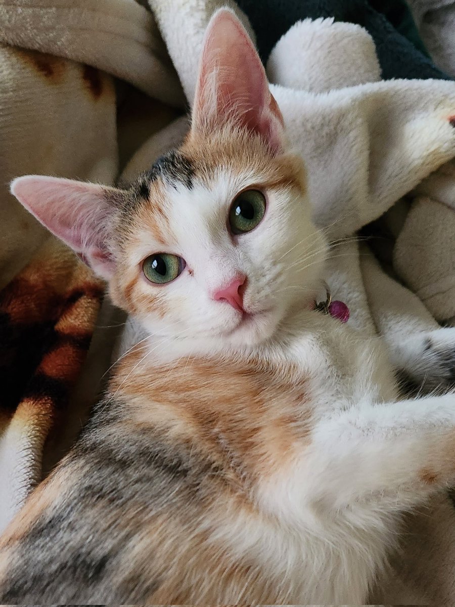 evabeezero's tweet photo. And final spam post!  The last three pictures were taken while we were both waking up from a nap today. https://t.co/QTtauejzXg