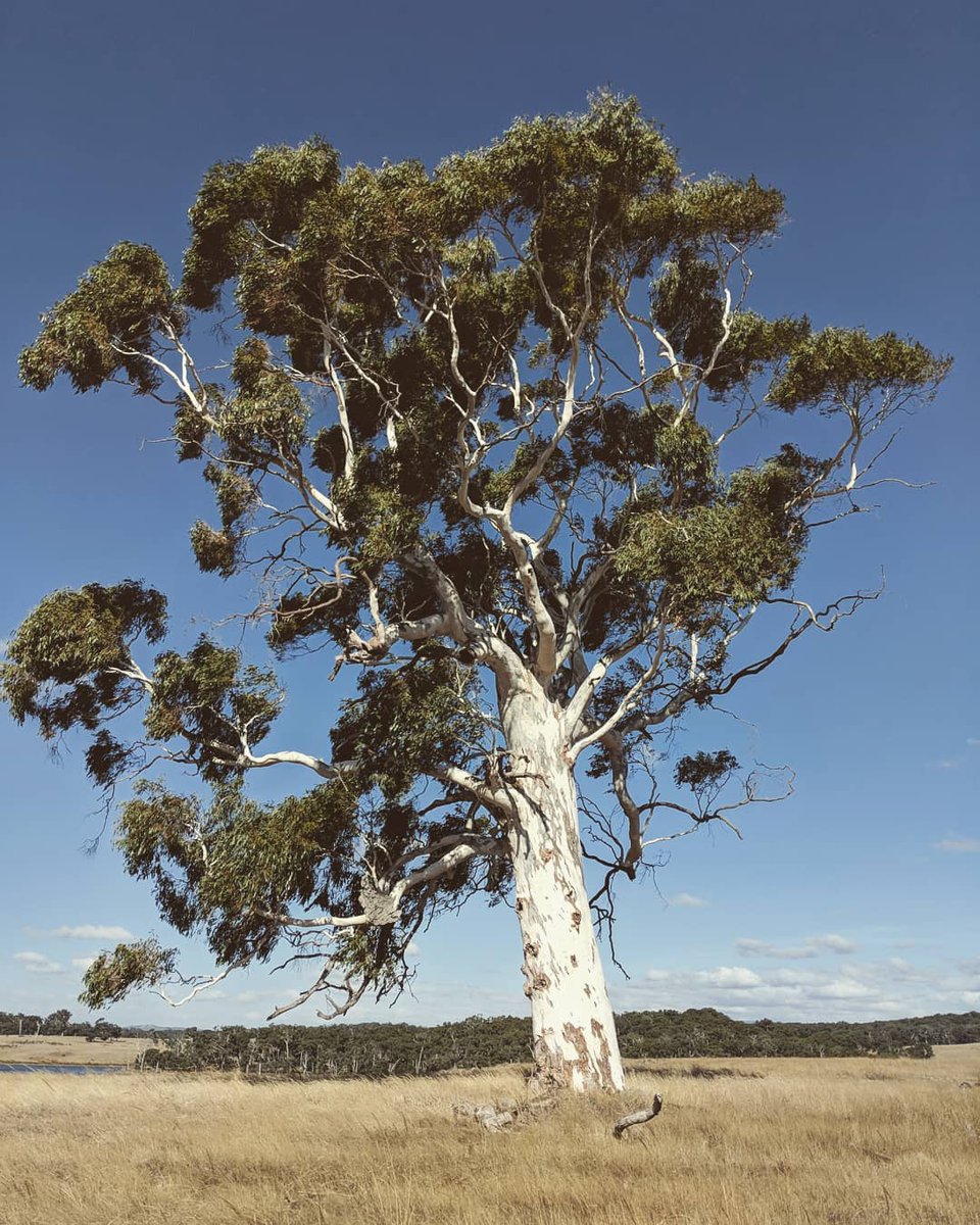 belairguy on Twitter "RT EucalyptAus Happy ThickTrunkTuesday! Is