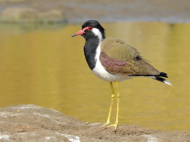 birdfunfacts's tweet photo. The red-wattled lapwing is a unique and charismatic bird that can be found in many parts of Asia, including India, Pakistan, and Sri Lanka.
#Birds #BirdFunFacts #RedwattledLapwing #BirdsofIndia #BirdsofSriLanka #BirdsofTwitter #Nature https://t.co/T67suNPW9v