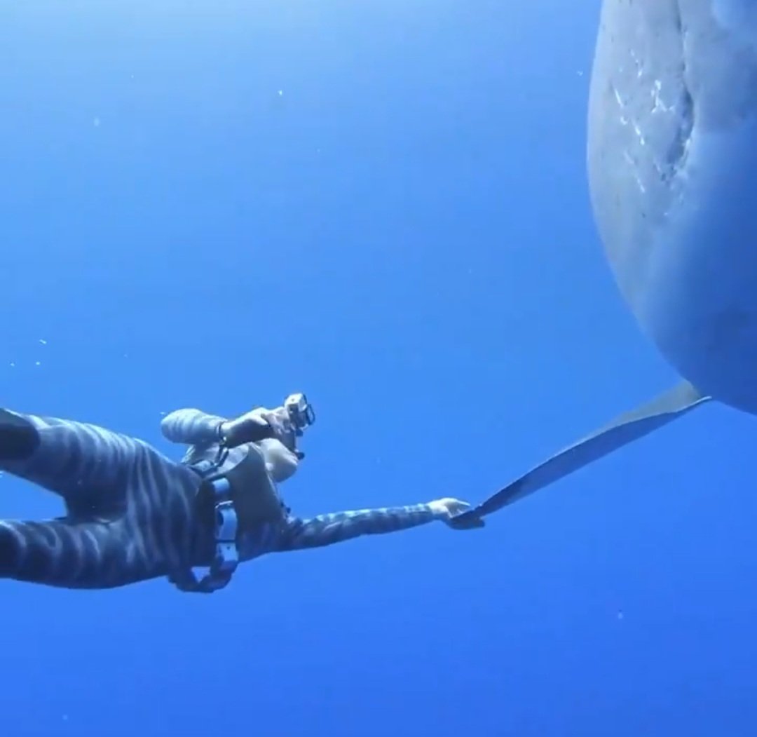 Continuity 🇺🇸🌎☮️🚀🤖👽+ on Twitter: "Shark deterrent wetsuit 🦈 🦈 🦈 Sharks