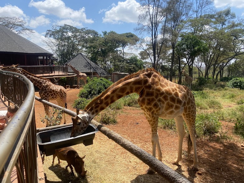 Victor on Twitter: "RT @DaviesKinanga: Visiting the Giraffe Centre is
