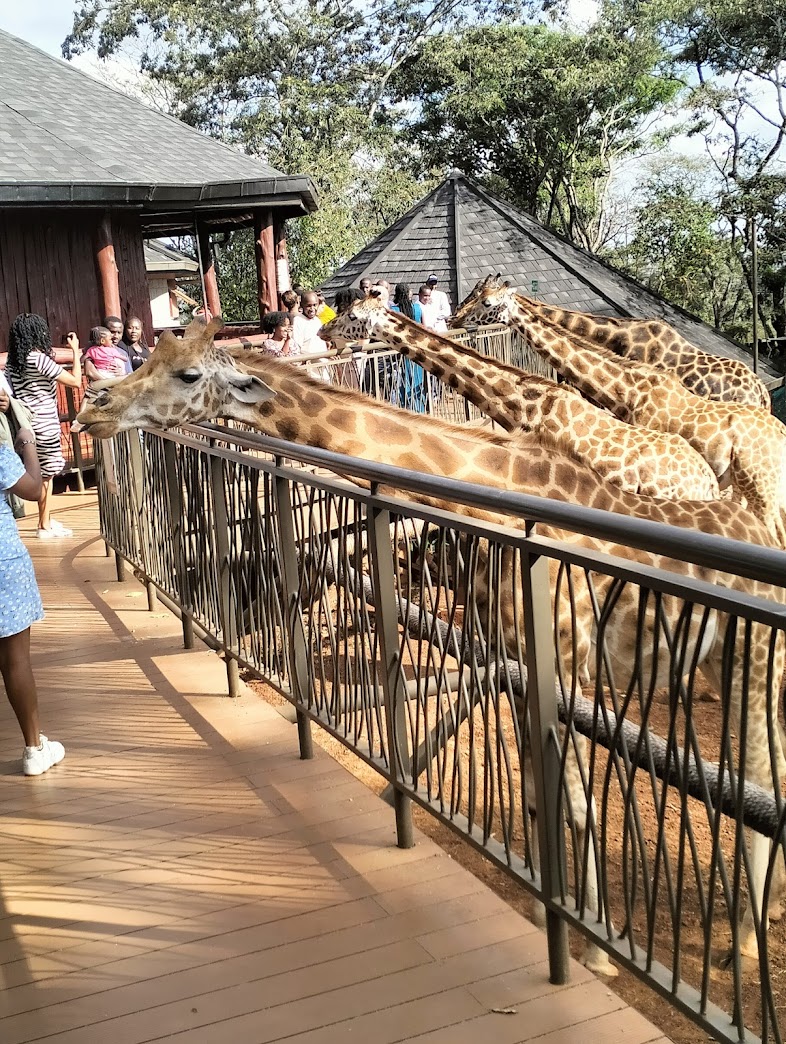 Victor on Twitter: "RT @DaviesKinanga: Visiting the Giraffe Centre is