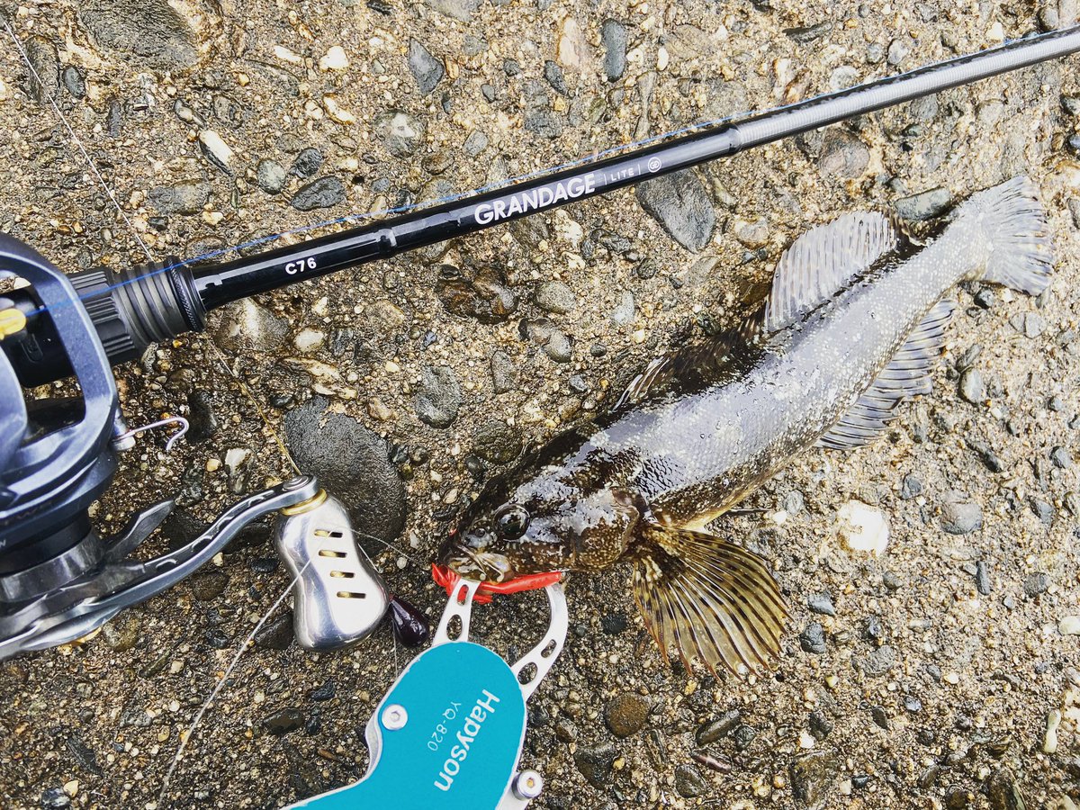 wocadaaa's tweet photo. ビフテキスルスルと、滑り込んでくれるから、効率がすごく良い✨

#apia #grandagelite C76
#daiwa #zillionsvtw 
#slpworks
#xbraid
#junglegym #beanssinker 
#baitbreath #rushcraw
#gamakatsu #theorize 

#釣り #fishing #ルアー #ロックフィッシュ #ライトロック #根魚 #タケノコメバル #アピア https://t.co/sn4HrQ03wM