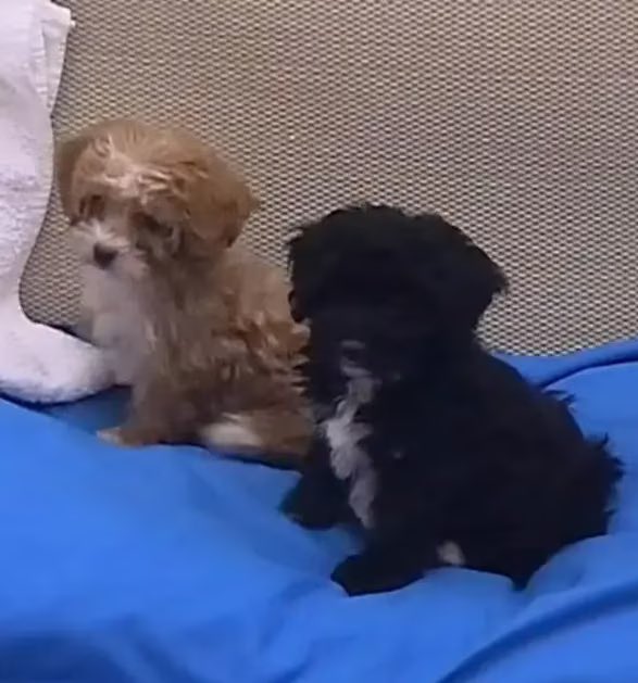 Lsmanosalva's tweet image. No puede ser marcos y la hermana son Mora y caramelo en versión HUMANOS.