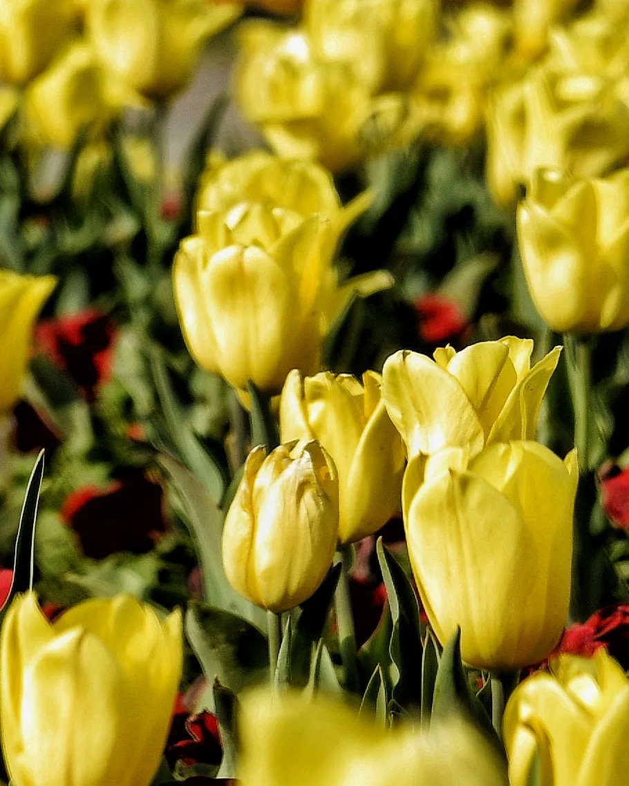 #NDMCTulipFestival
