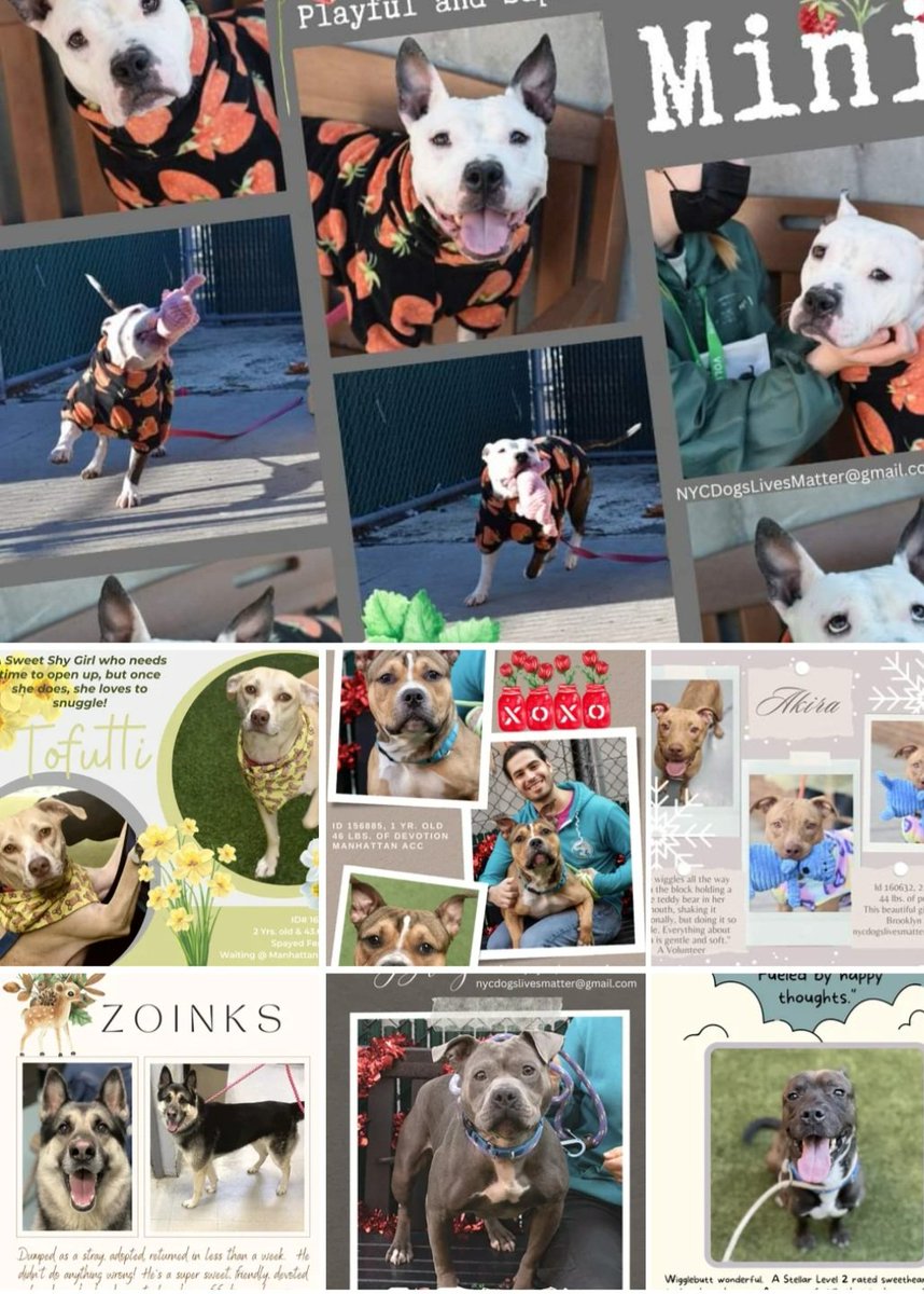ckarr2's tweet photo. Pledges NYCACC Dogs TBK 2/21
#KillCommands
Aries 1185
Baby P 1417
Low #PLEDGES*
Maverick 270*
Bailey 295*
Zeus 309*
Whisper 370*
Handsome Boy 415*
Akira 463*
Mango Splitz 618
Saydie 630
Zoinks 685
Saffron 745
Jada Blaze 893
Panini 903
Papa 905
King 916
Jack Sully 1175
Mini 1806 https://t.co/Vline6G0G2