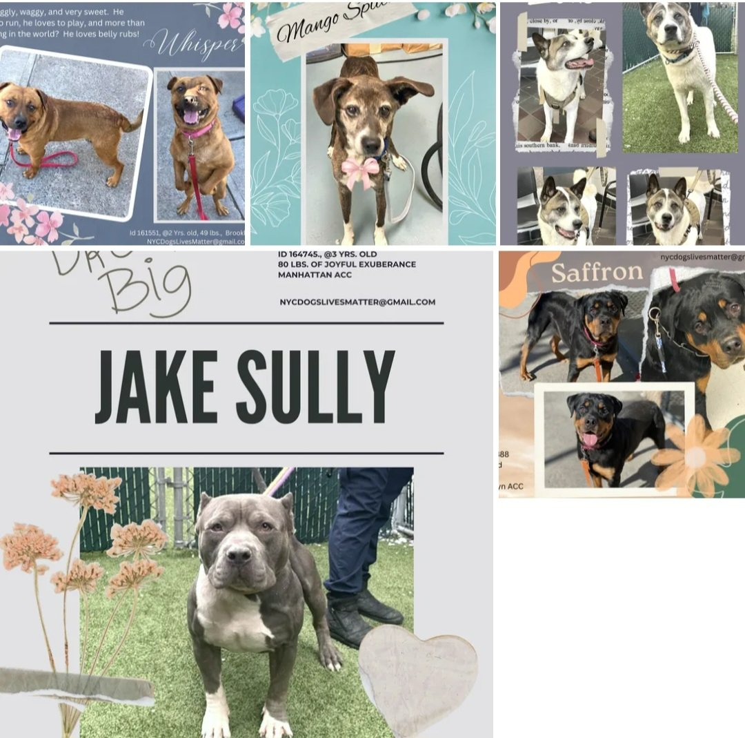 ckarr2's tweet photo. Pledges NYCACC Dogs TBK 2/21
#KillCommands
Aries 1185
Baby P 1417
Low #PLEDGES*
Maverick 270*
Bailey 295*
Zeus 309*
Whisper 370*
Handsome Boy 415*
Akira 463*
Mango Splitz 618
Saydie 630
Zoinks 685
Saffron 745
Jada Blaze 893
Panini 903
Papa 905
King 916
Jack Sully 1175
Mini 1806 https://t.co/Vline6G0G2