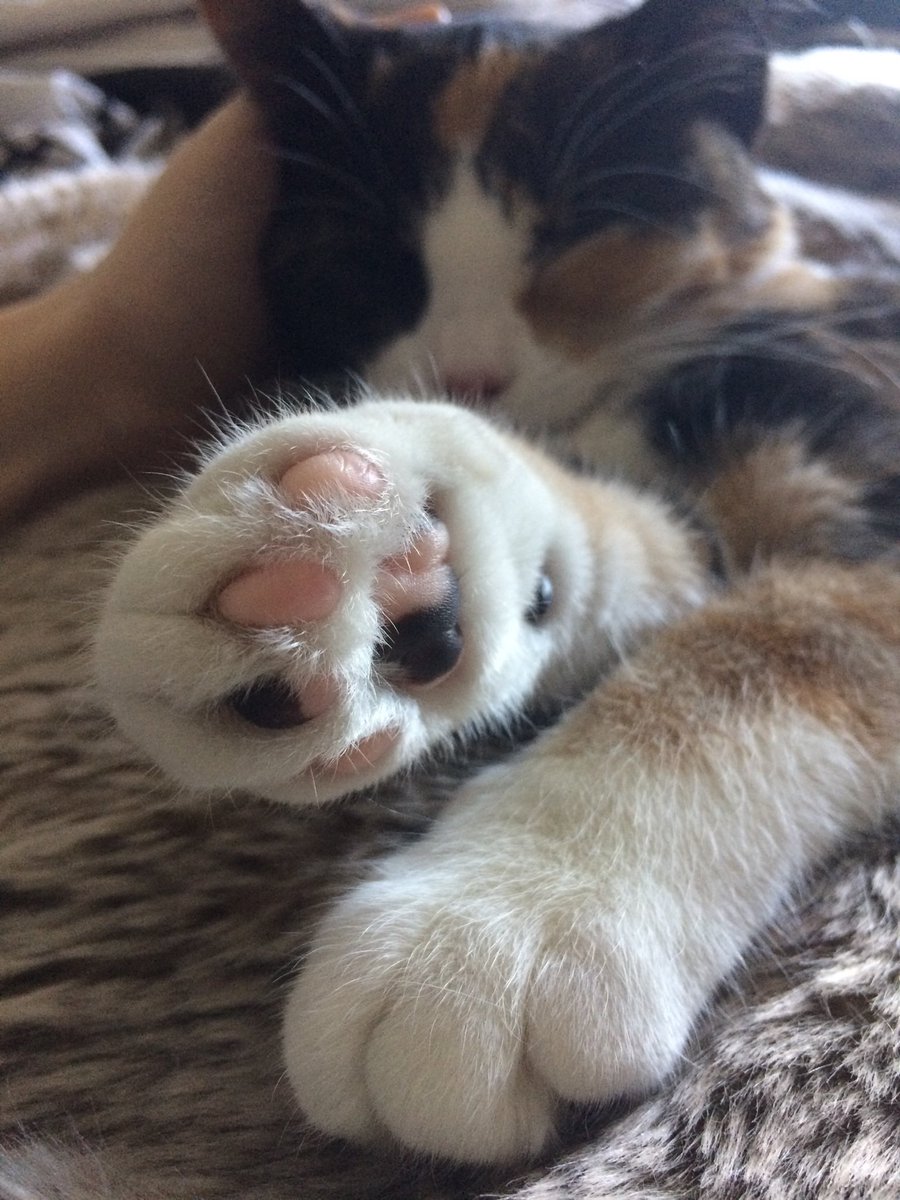 EasyWebThings's tweet image. Toe beans