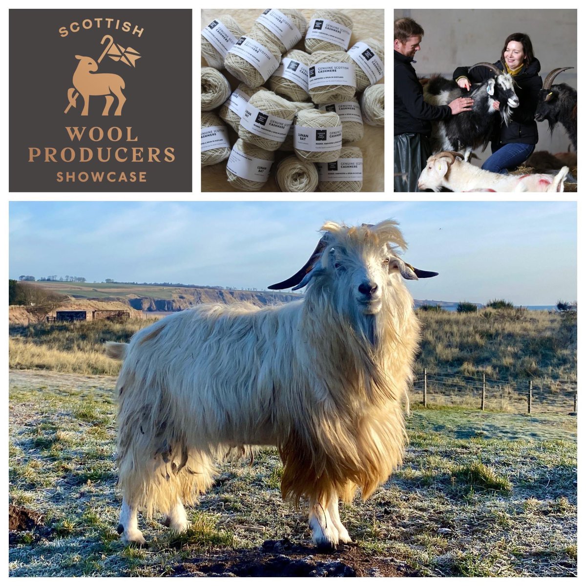 Join us at Scottish Wool Producers showcase at <a href="/perthyarnfest/">The Scottish Yarn Festival</a> on 25 Mar, where we’ll be sharing our homegrown Scottish #Cashmere story &amp; supplying our dehaired fibre, only at this event. #fibrefarm #ethicalcashmere