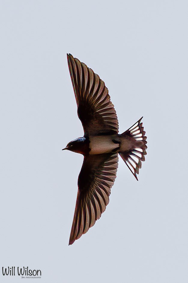 2wsphotography's tweet photo. Thanks @StephenMoss_TV for opening my eyes to the awesome lives of the Barn Swallow. This one photographed by the Nyabarongo River in #Kigali #Rwanda #RwOT #BBCWildlifePOTD #BirdsSeenIn2023 #nature https://t.co/zL0rUye0xk