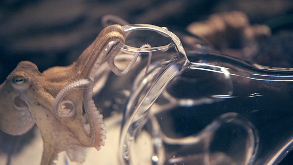 EMS AiR @tuomaslaitinen works with video, sound, glass, chemical &amp; microbial processes, as well as algorithms to explore the entanglements of multispecies coexistence is.gd/vodntq