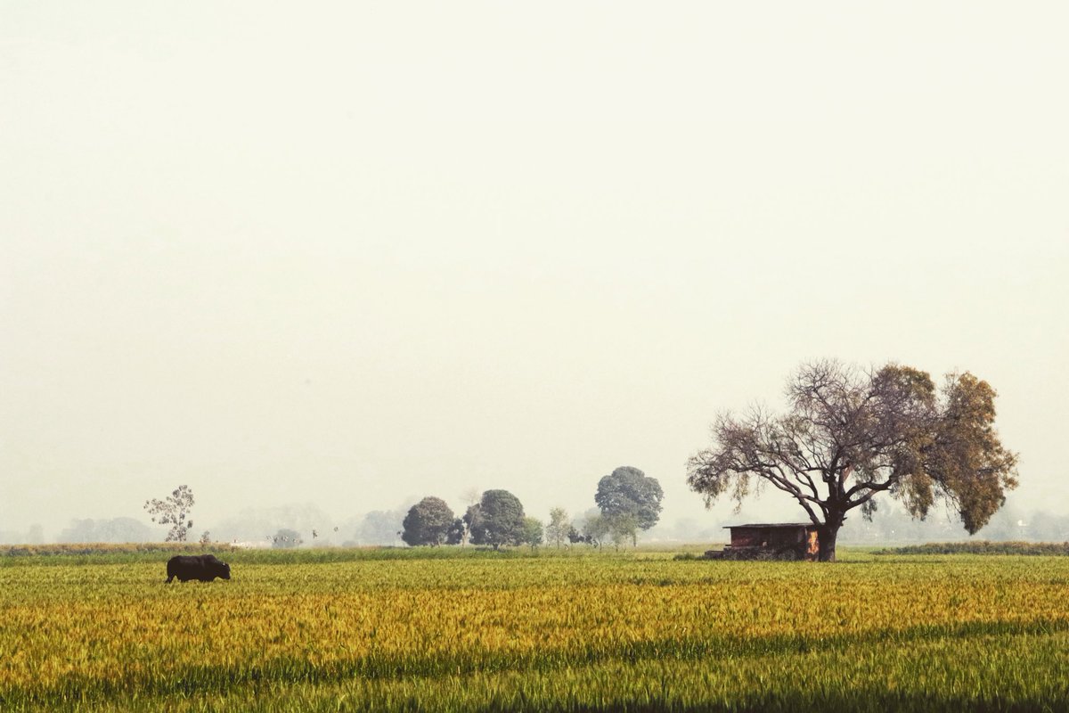 bidesiaproject's tweet photo. गांव
.
.
.
.
#rural #rurallife #village #uttarpradesh #bihar #india #bidesia #thebidesiaproject https://t.co/qwYgFIwoZQ