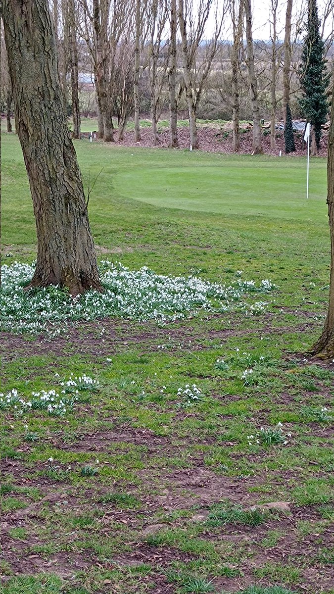Snowdrops out, ground drying, lovely morning for making the most of the conditions at Pastures Golf