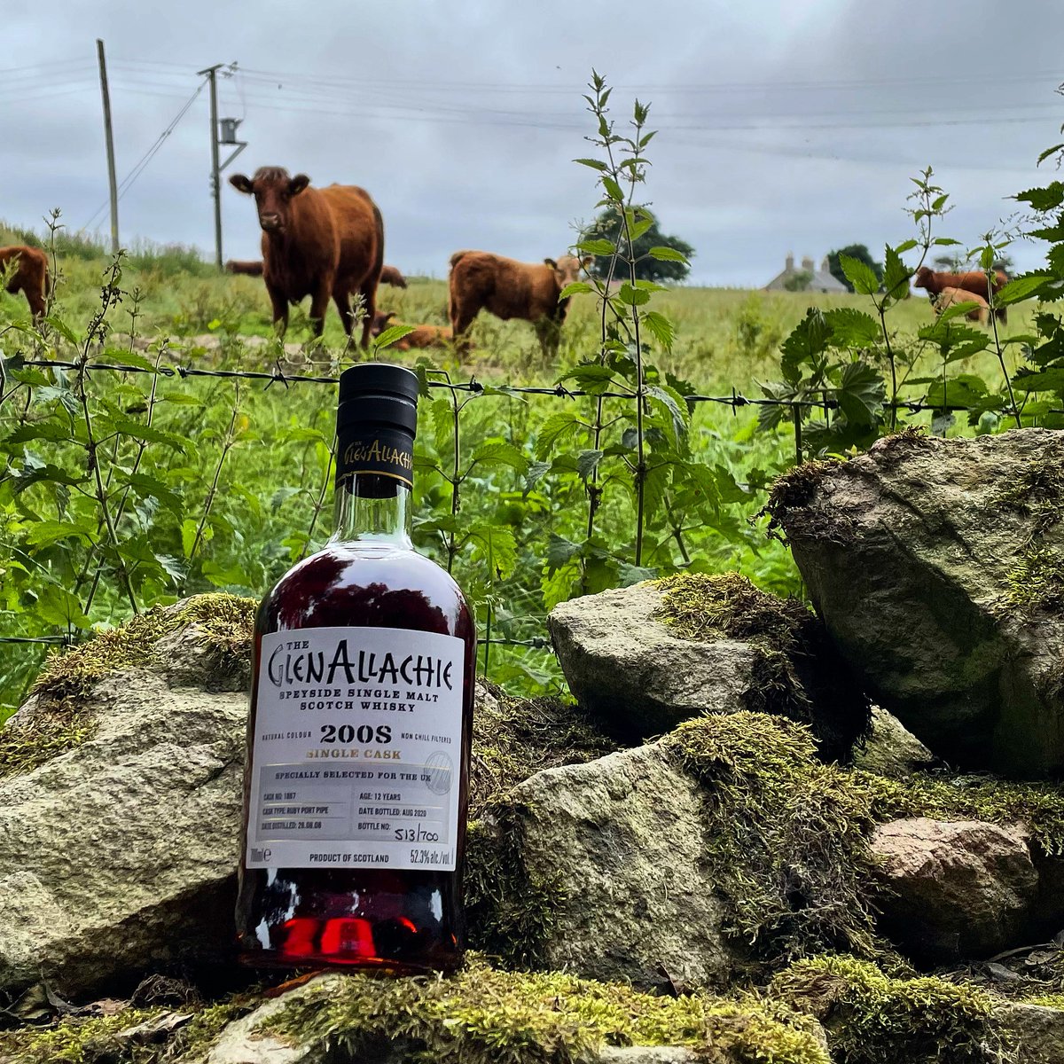 TheGlenAllachie's tweet photo. Not just us who thinks our single cask bottlings are udderly fantastic? 🐄

📸 @whisky_nose https://t.co/TdnzzhQCKJ
