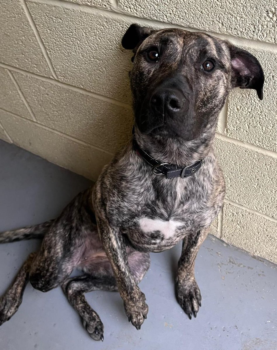 Urgent, please retweet to help Abbie find a FOSTER or FOREVER home #YORKSHIRE #UK 

Clever #Malinois cross aged 1, she spent 3 months in a council pound, was adopted and returned. She needs an experienced home, she is stressed in kennels💔
DETAILS 
facebook.com/HYPSdogs
#dogs