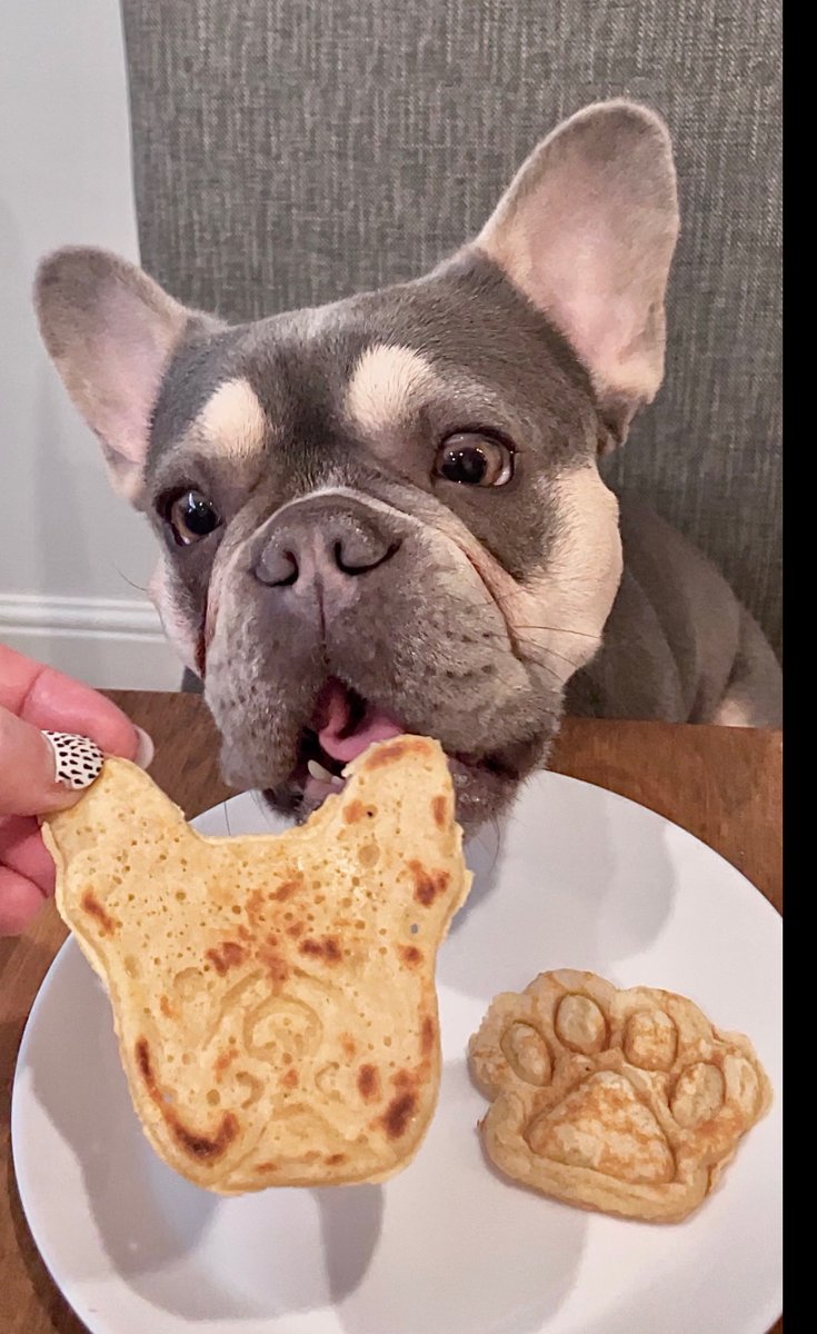 AndreaRankin_'s tweet photo. @thismorning @Schofe @hollywills Here’s our Frenchie Roux enjoying her homemade dog friendly pancakes 💕🐾 how flippin cute! @frenchierouxandwillowtoo https://t.co/DRtvPEb0ov