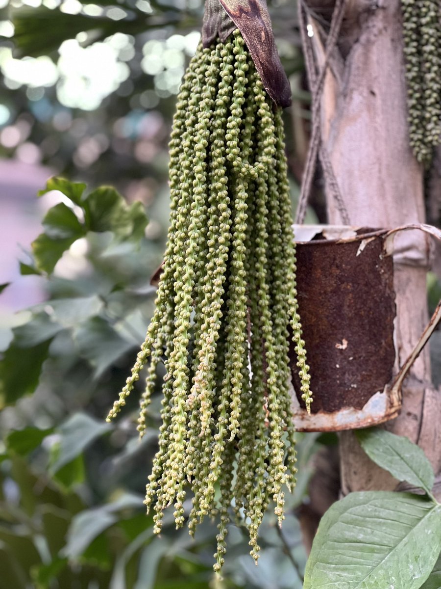 nerjisleghari's tweet image. #Fishtail #GardenersWorld