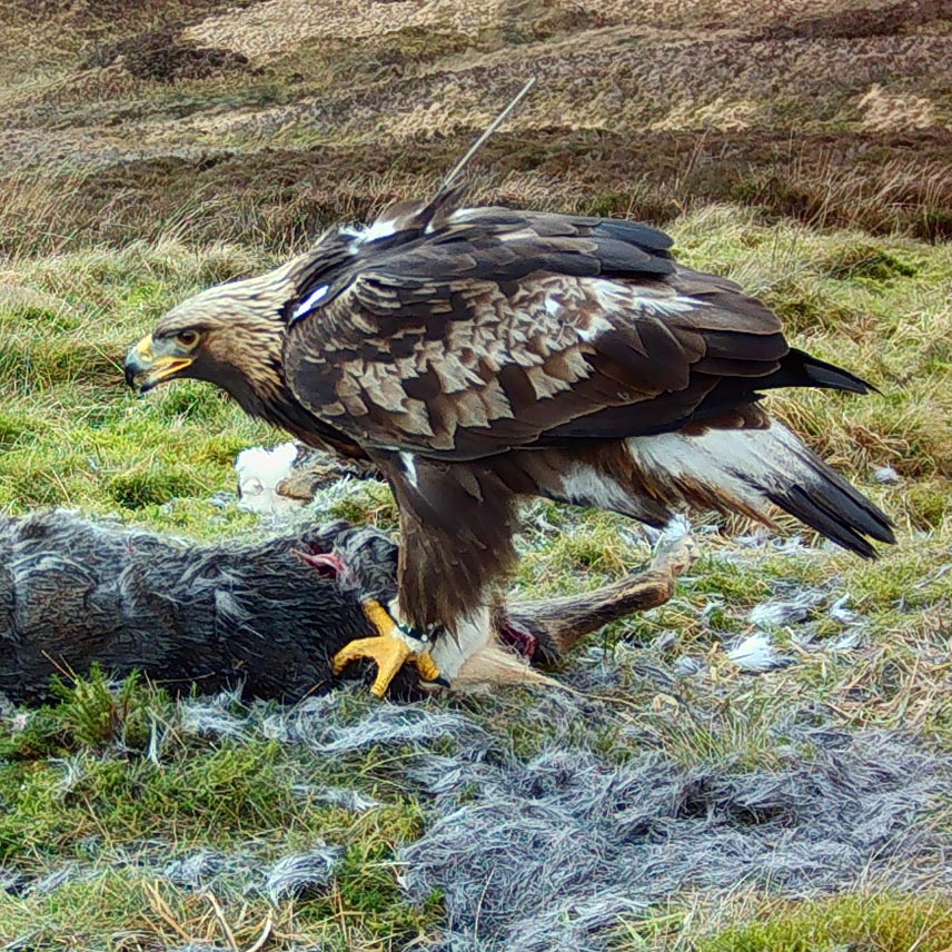 We have been absolutely delighted that we have had 3 golden eagles from goldeneaglessouthofscotland.co.uk visiting the Tarras Valley over the last few weeks. This includes two new eagles called Wren and Thomas, and our very own Tarras who was named after the nature reserve.