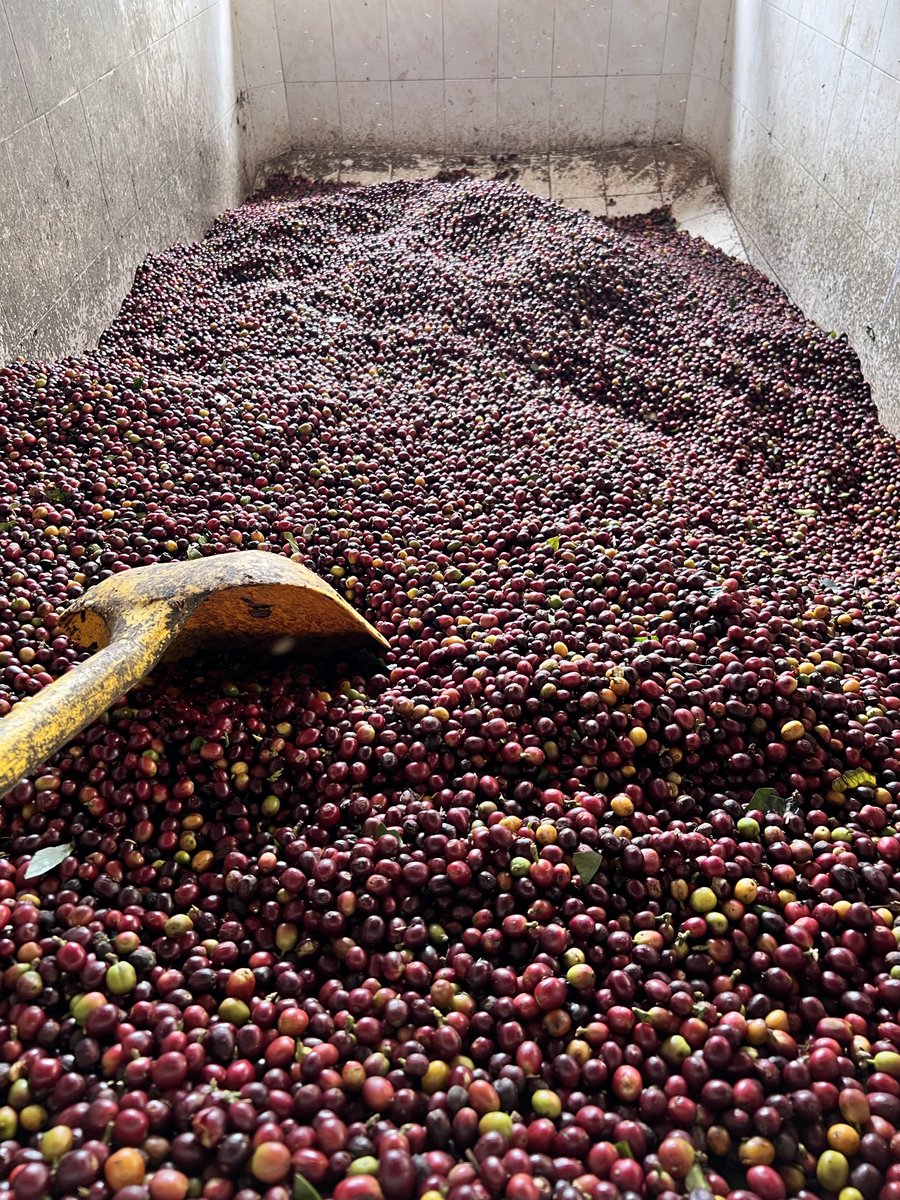 Our amazing founders recent visit to Columbia, meeting the farmers, visiting the plantations &amp;  building sustainable long term relationships. Part of our green bean traceability from farm to cup. #sustainablecoffee #supportcoffeefarmers #marabansuk