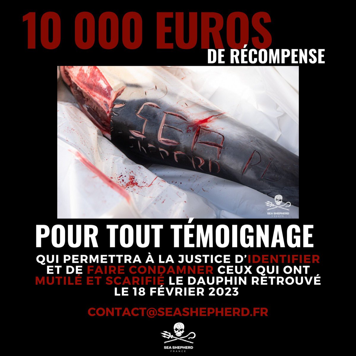 Sea Shepherd France (@seashepherdfran) on Twitter photo Aucune de nos dizaines de plaintes au sujet des dauphins capturés et non déclarés, mutilés, mangés, scarifiés… n’a jamais abouti à la moindre condamnation. L’impunité qui règne en mer entraîne toutes sortes de dérives et d’excès. L’océan a besoin de Justice. <a href="/HerveBerville/">Hervé Berville</a> Aucune de nos dizaines de plaintes au sujet des dauphins capturés et non déclarés, mutilés, mangés, scarifiés… n’a jamais abouti à la moindre condamnation. L’impunité qui règne en mer entraîne toutes sortes de dérives et d’excès. L’océan a besoin de Justice. <a href="/HerveBerville/">Hervé Berville</a>