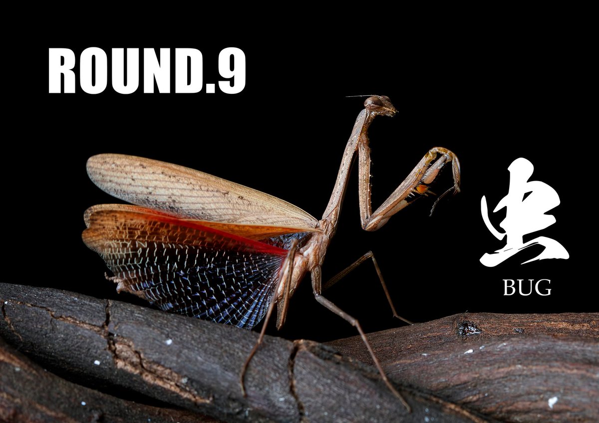 dip_BATTLES's tweet image. 22-23 SEASON
🐜ROUND 8☠️
2nd MATCH 🟥RED(後攻)

テーマ『虫(BUG)』

DARK💀BATTLESをどうぞお楽しみください😎

今回の主役は

女王👸🏻chiharu

#28 chiharu 
#3 AITO
#6 Chris Ackey
#15 Riho
#17 MARIN
#33 KENSEI 
#83 HyOgA
#84 LIL'BEAN

#dipbattles #dleague #round9
#bug