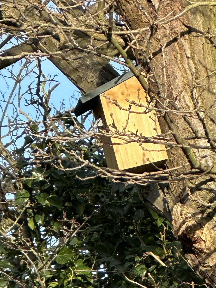 Some blue tits have decided to move in to one of our bird boxes. #bluetit #bird #springwatch #nestingbirds