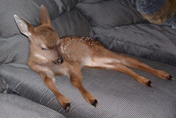 DeerHourly tweet media